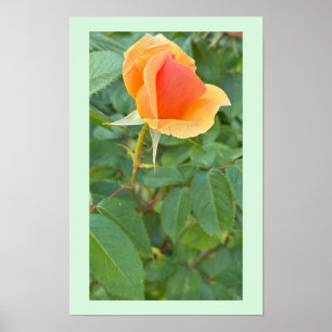 Rosenknospe Foto Poster