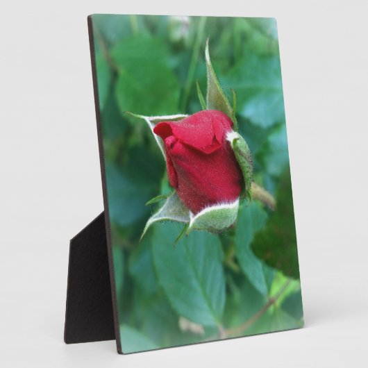 Rosenknospe Fotoplatte (Seite)