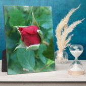 Rosenknospe Fotoplatte (Seite)