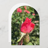 Rosenknospe Gartenbogen, Flachkarte Einladung (Vorne/Hinten)