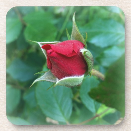 Rosenknospe Getränkeuntersetzer (Vorderseite)