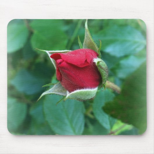 Rosenknospe Mousepad (Vorne)