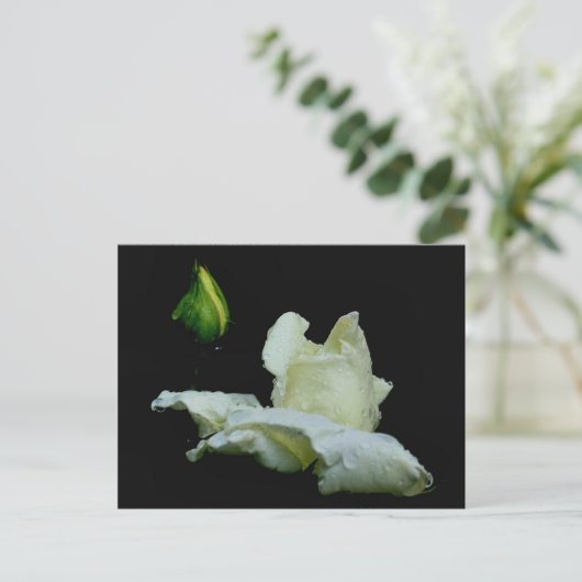 Rosenknospe nach Regenblumenfotografie Postkarte (Stehend Vorderseite)