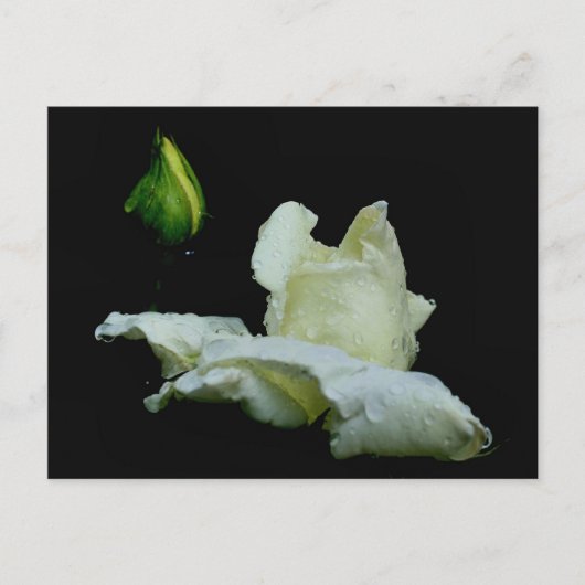 Rosenknospe nach Regenblumenfotografie Postkarte (Vorderseite)