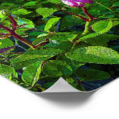 Rosenknospe Poster (Ecke)