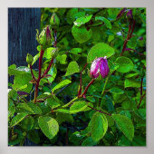 Rosenknospe Poster (Vorne)
