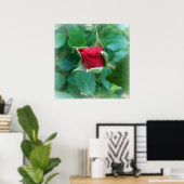 Rosenknospe Poster (Heimbüro)