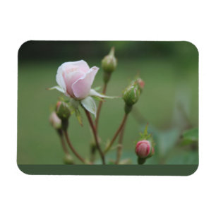 Rosenknospen Magnet
