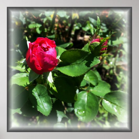 Rosenknospen Poster (Vorne)