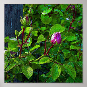 Rosenknospen Poster