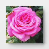 Rosenleidenschaft, Fotoplatte (Vorderseite)