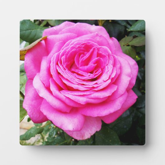 Rosenleidenschaft, Fotoplatte (Vorderseite)