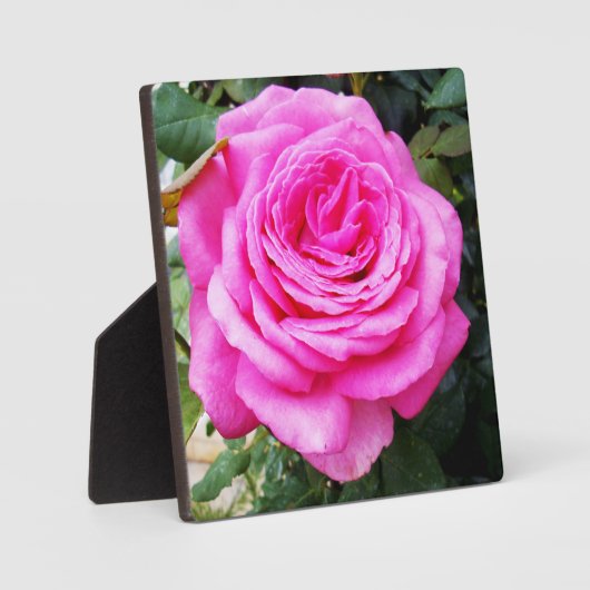 Rosenleidenschaft, Fotoplatte (Vorderseite)