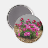 Rosenmagnet Magnet (Vorderseite/Rückseite)