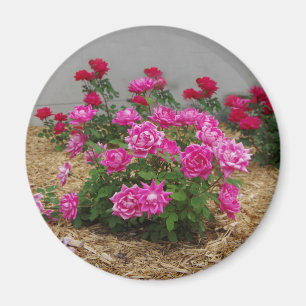 Rosenmagnet Magnet