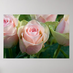 Rosenplakat Poster