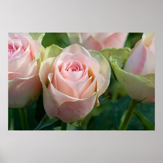 Rosenplakat Poster (Vorne)