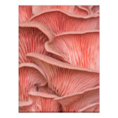 Rosenpleurose Fotodruck (Vorne)