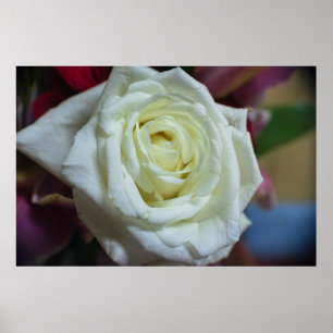 ROSENPORTRAIT Druck, Wertposter-Papier (matt) Poster