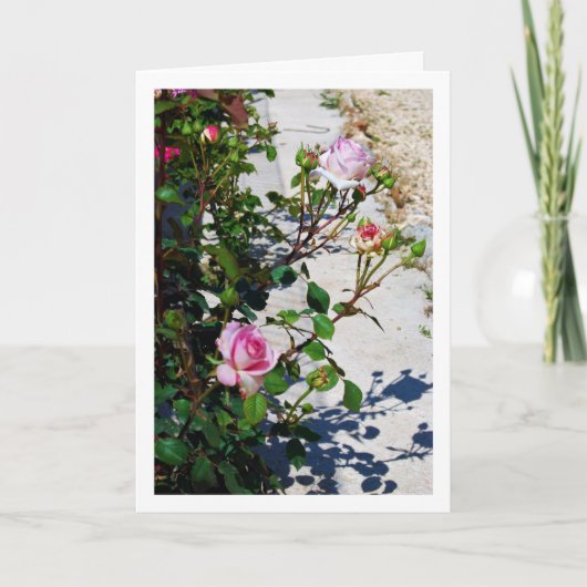 Rosenportrait Karte (Vorderseite)