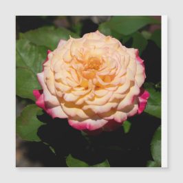 Rosenpracht Magnetkarte