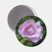 Rosenrosa-Magnet Magnet (Vorderseite/Rückseite)
