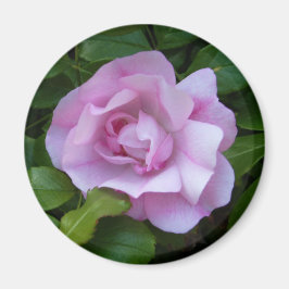 Rosenrosa-Magnet Magnet