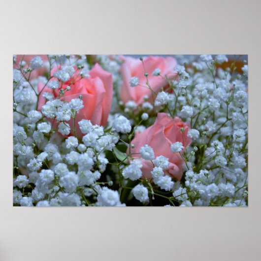 Rosenrosen-Foto Poster (Vorne)