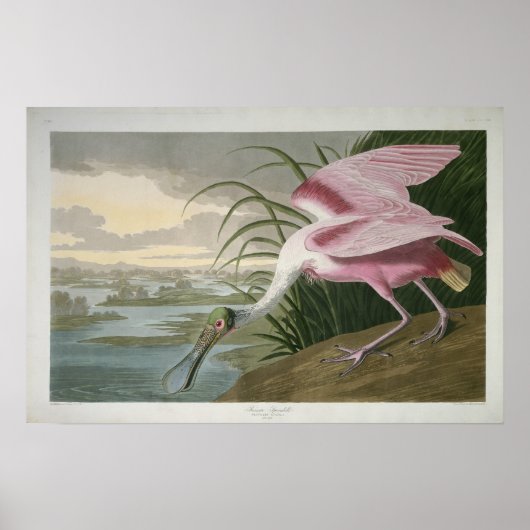 Rosenspoonbill, 1836 Print Poster (Vorne)
