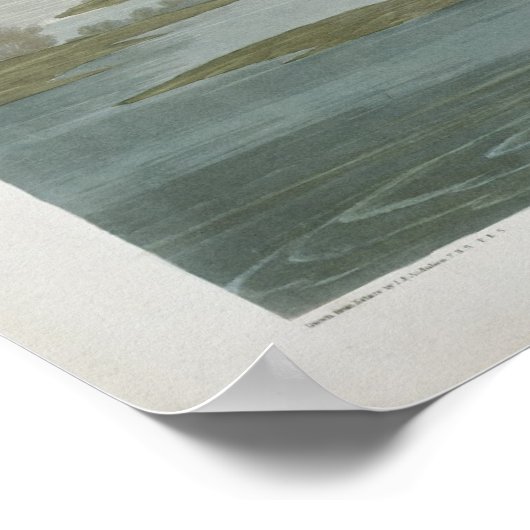 Rosenspoonbill, 1836 Print Poster (Ecke)