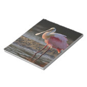 Rosensprecher, Ajaia ajaja, Ding Darling Notizblock (Rotiert)