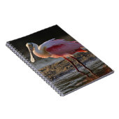 Rosensprecher, Ajaia ajaja, Ding Darling Notizblock (Rechte Seite)