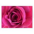Rosentraum in rosa