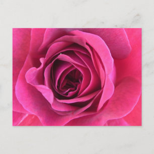 Rosentraum in Rosa Postkarte