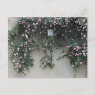 Rosenwand Postkarte