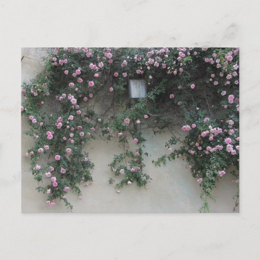 Rosenwand Postkarte (Vorderseite)
