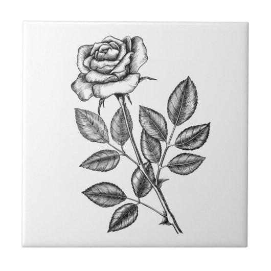Rosenzeichnung 2 fliese (Vorderseite)