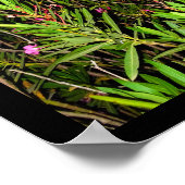 Roser Oleander bei Nacht Poster (Ecke)