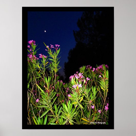 Roser Oleander bei Nacht Poster (Vorne)