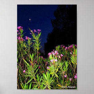 Roser Oleander bei Nacht Poster