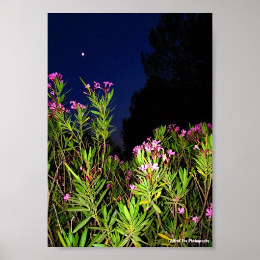 Roser Oleander bei Nacht Poster (Vorne)
