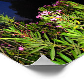 Roser Oleander bei Nacht Poster (Ecke)