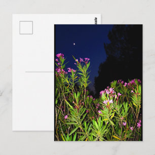 Roser Oleander bei Nacht Postkarte