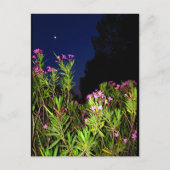 Roser Oleander bei Nacht Postkarte (Vorderseite)