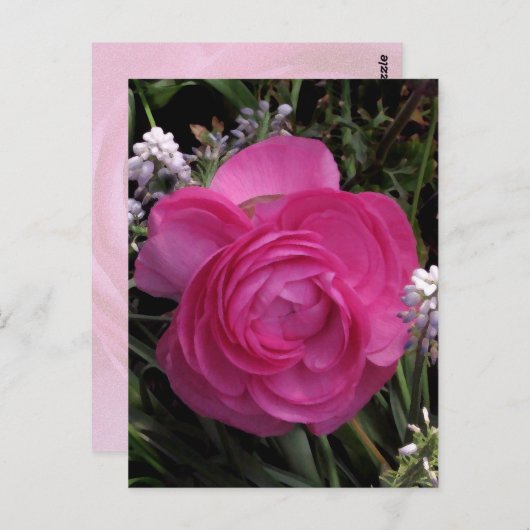 RoseRed.. Postkarte (Vorne/Hinten)