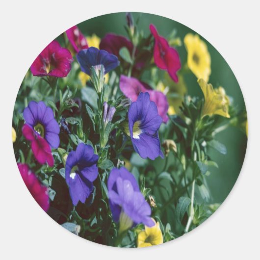 roses are smart runder aufkleber (Vorderseite)