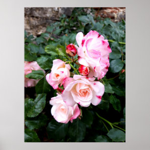 Roses Flowers , Pink Red White Roses Poster