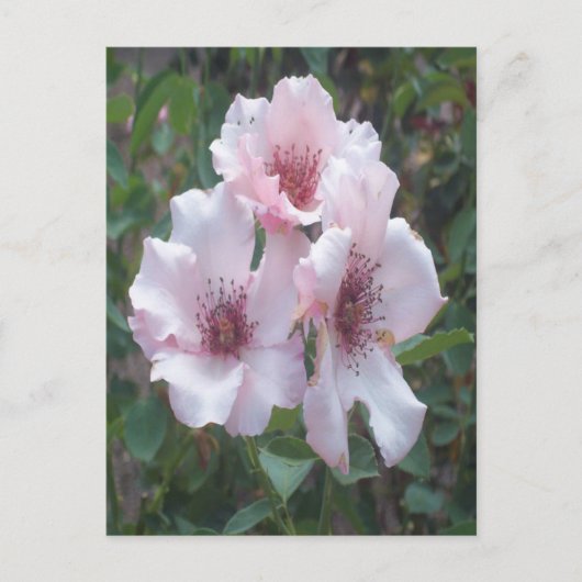 Roses Postkarte (Vorderseite)