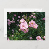 Roses Postkarte (Vorne/Hinten)