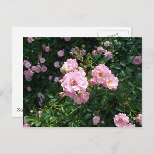 Roses Postkarte (Vorne/Hinten)